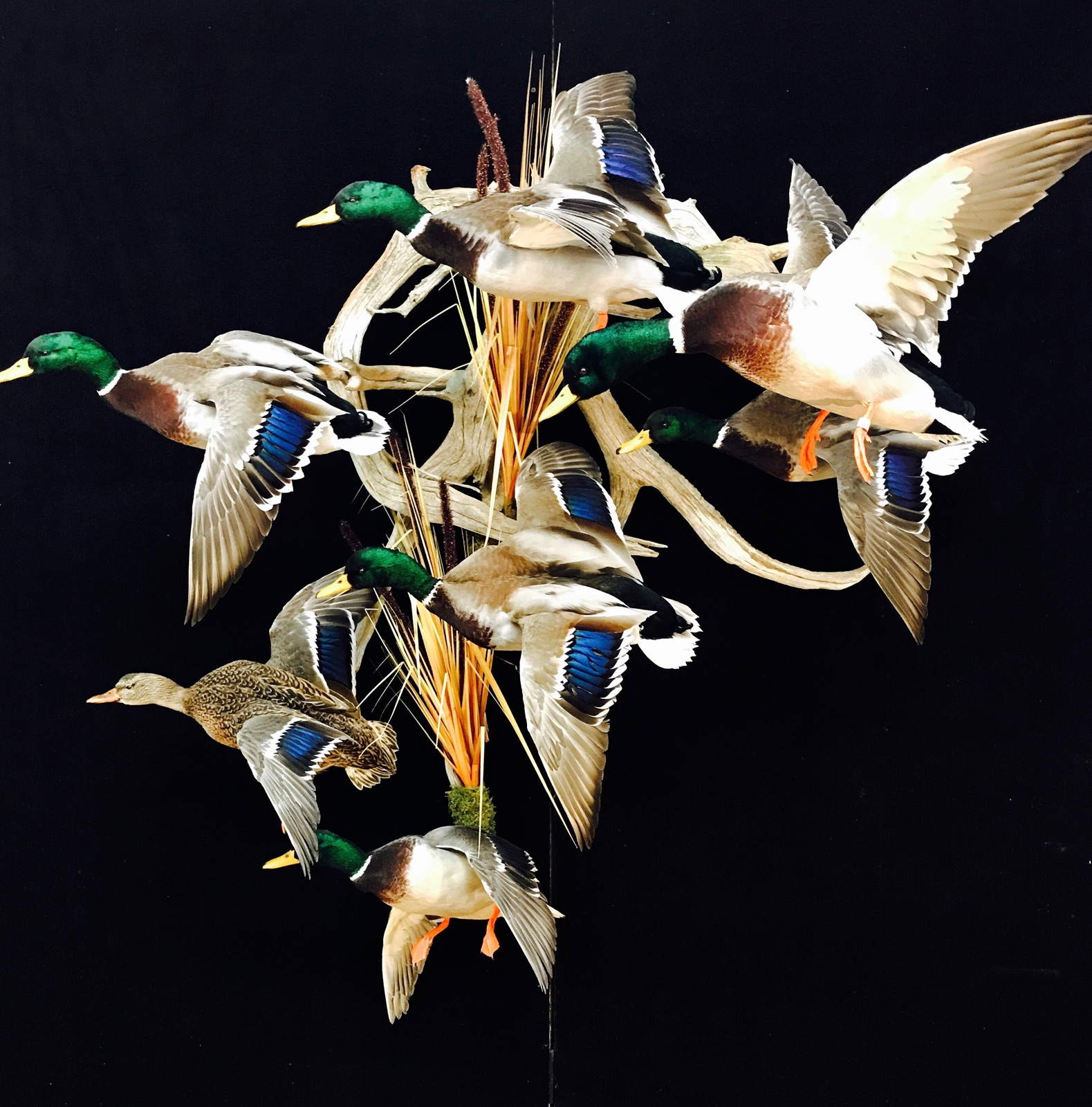 taxidermy duck mounts