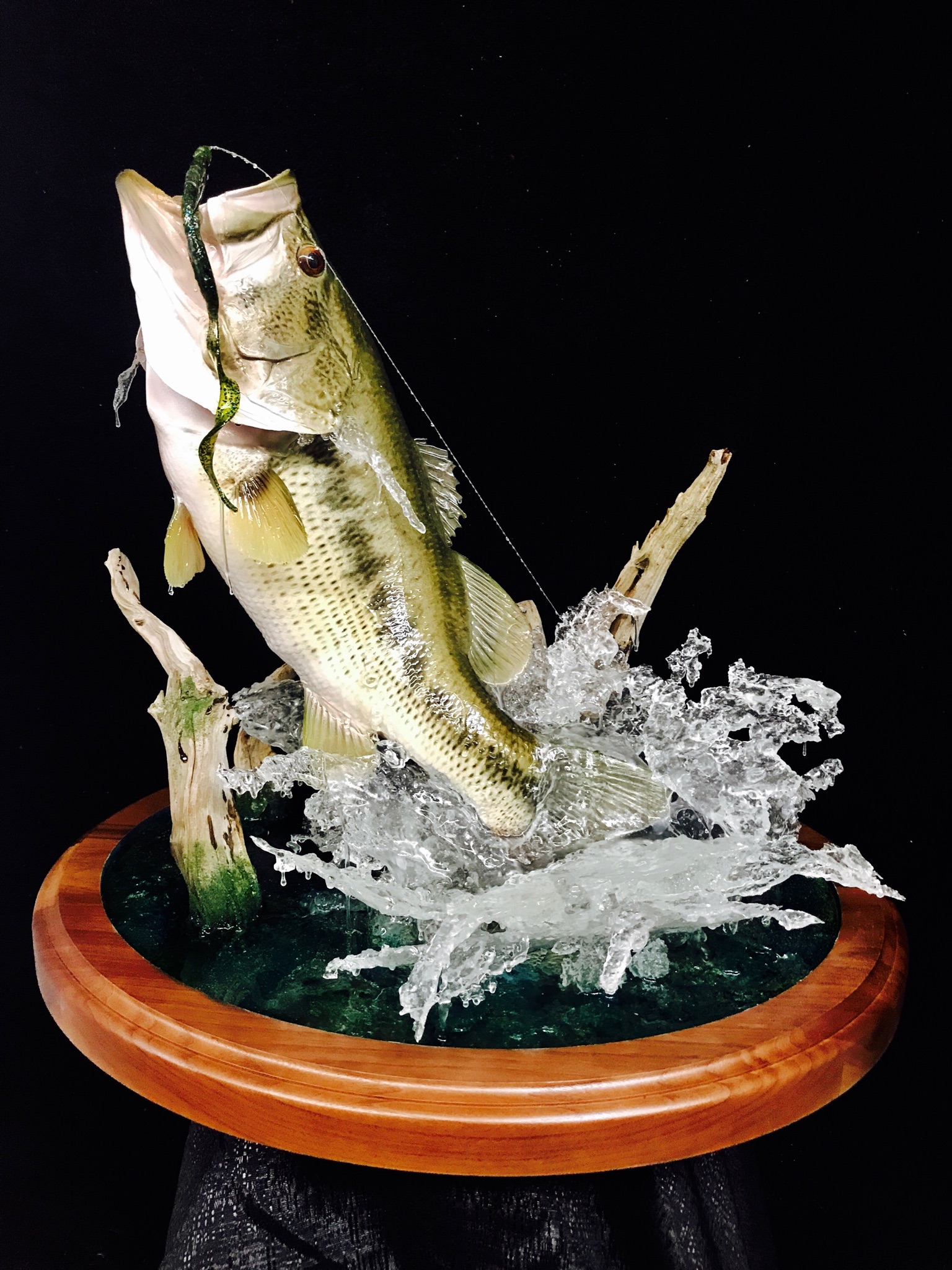 Fish Taxidermy  World Award Winning Artist Vance Montgomery