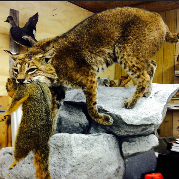 VanMar Taxidermy