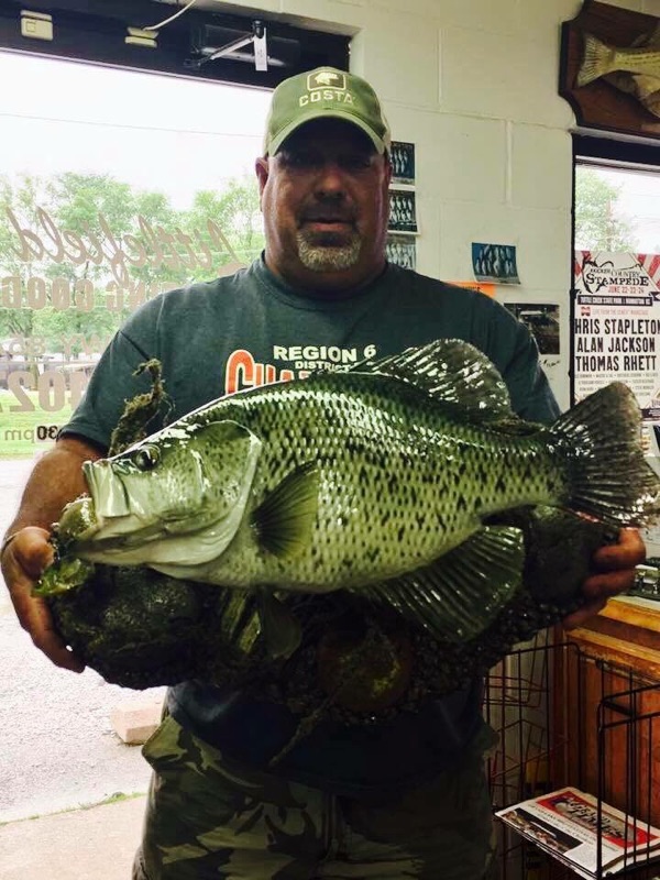 Old Taxidermied Largemouth Bass