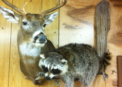 COON-WHITETAIL