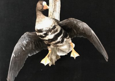 Speckled Belly Goose 2017