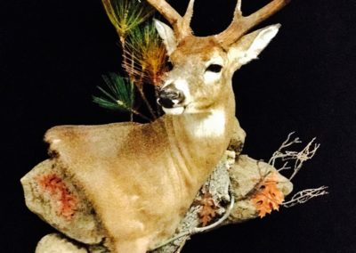 Whitetail Deer Taxidermy 2017