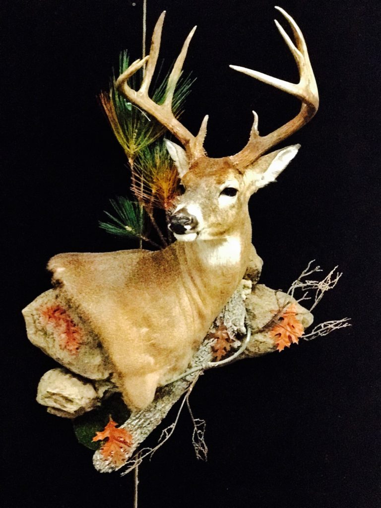 Vanmar Taxidermy by Vance Montgomery - World Award Winning Artist