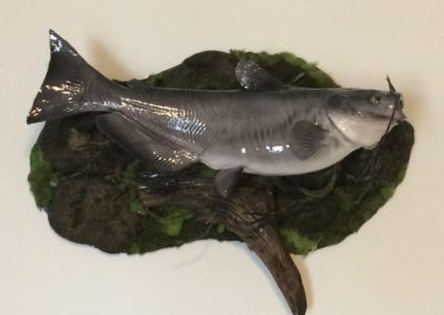Catfish-VanmarTaxidermy